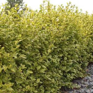 Ligustrum ovalifolium 'Aureum' 40-60 cm